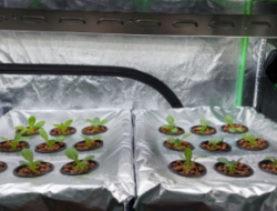 Hydroponic greenhouse with ESP8266 – Open Electronics